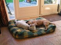 Klik op de foto voor groter formaat